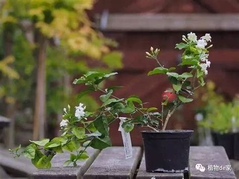 茉莉花 澆水|茉莉花怎么浇水？这样浇水花更香！